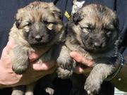 Litter of German Shepherd Dog Puppies