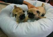 PUG PUPPIES FOR SALE
