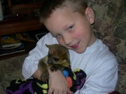 Kinkajous for sale $2000