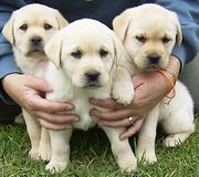 adopt a labrador puppy for free