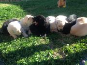 Purebred Labrador Puppies