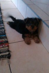 Australian Silky terrier pups