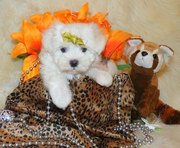 Pure Breeded Home Raised Maltese Puppies Ready For Adoption