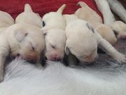 Labrador puppies for sale