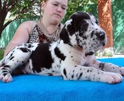 Great Dane Puppies for Sale