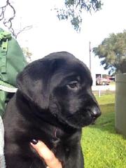 LABRADOR PUPS