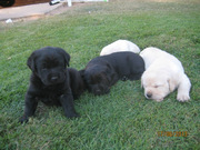 Lovely Labrador pup for sale