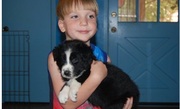 sweet Australian Shepherd Puppies for Sale