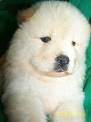 chow chow puppy
