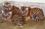 Adorable Cheetahs,  White & Siberian tigers and lion cubs for sale 