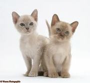Burmese Kittens