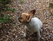 fresh french bulldog 