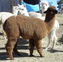 Alpaca Herd Reduction 