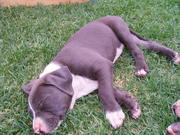 Blue American Staffy Puppies