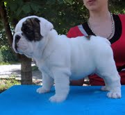 ENGLISH BULL DOG FOR SALE