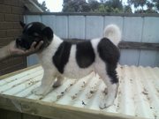 Akita
