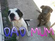 bullmastiff x great dane x bull arab x wolfhound puppies