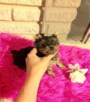 Teacup Yorkie Puppies call or text (774) 315-3891
