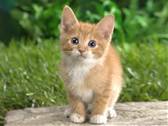 scottish fold london 
