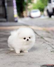 Sweet Pomeran.ian Puppies