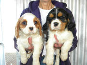 PUREBRED CAVALIER PUPPIES
