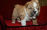 Chinese Shar-Pei