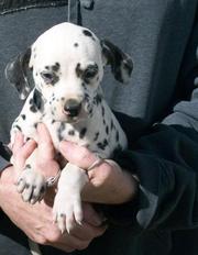  Dalmatian  puppies