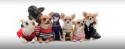 My Pet's Life (Online Pet Boutique and Pampering)