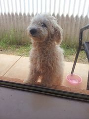 7 Month Old Gorgeous,  White Fluffly Bichon Poodle Pups
