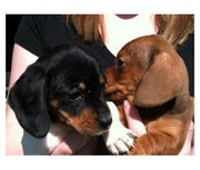 Miniature Dachshund puppies