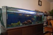 high grade arowana fish