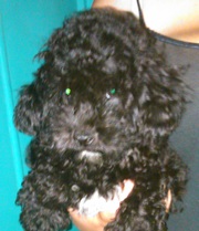 Miniature Poodle X Bichon Friese