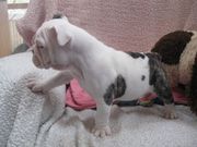 Male and Female English bulldog puppies for adoption