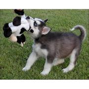 very cute Blue eyses siberian husky puppy
