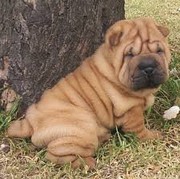 Shapei puppies for adoption