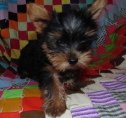 ADORABLE Teacup Yorkie Puppies~12 week Males and Females
