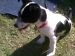 FEMALE JACK RUSSEL