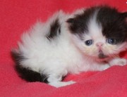 Persian Kitten for new homes 