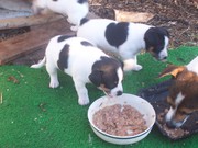 two mini foxie puppies