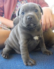 Prestige Blue English Staffordshire Pups with Papers