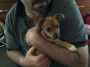 Chihuahua x Silky Pup for sale Mooroopna North