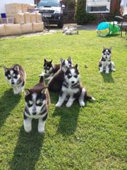 Intelligent Siberian Husky Puppies