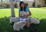 Charming Xmas Male And A Female chow chow Puppies For Your Kids Now Re