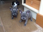 Pied French Bulldog For Stud 