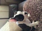 Beautiful French Bulldog Puppy For Sale!!