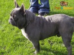 3 Stunning Kc Registered Pups For Sale