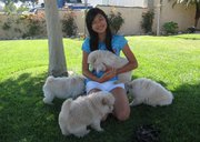 Chow Chow independent for sale  calm and vigilant.