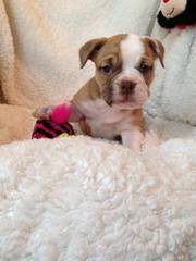 English Bull Dog Puppies Ready For Re -homing.  