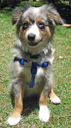 Australian Shepard Puppies Available Now