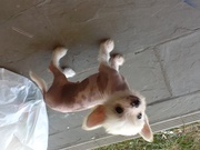 Chichi puppies
